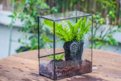 Handmade Close Glass Terrarium With Vents, With LED Grow Light Set, FOR Insects, Bugs -Terrarium Plant Hub IMG 0662 f9a9911b 583c 416f 9f78 1f322910f2e5