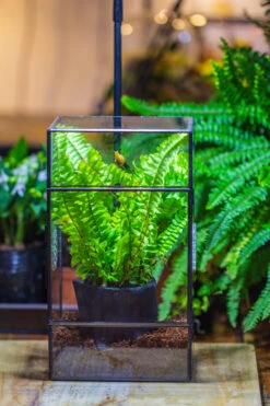 Rectangle Tin And Glass Geometric Terrarium Kit, With Side Door, With Vent, Snail Terrarium Building Set -Terrarium Plant Hub IMG 0709