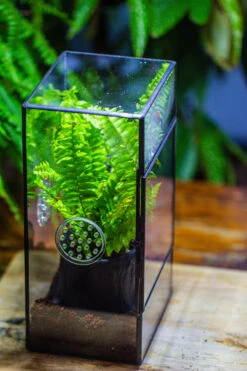 Rectangle Tin And Glass Geometric Terrarium Kit, With Side Door, With Vent, Snail Terrarium Building Set -Terrarium Plant Hub IMG 0711
