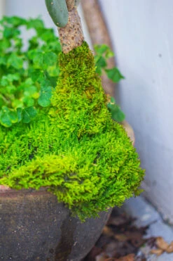 29x30cm Live Dry Hypnum Plumaeforme Wils. Moss For Open Terrarium. Moss Ball -Terrarium Plant Hub IMG 0718