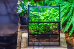 NCYP Twisted Wire Vintage House Shape Glass Geometric Terrarium Kit, DIY Set, Suitable For Small Snails, Spiders 40 NCYP Twisted Wire Vintage House Shape Glass Geometric Terrarium Kit, DIY Set, Suitable For Small Snails, Spiders -Terrarium Plant Hub IMG 0722