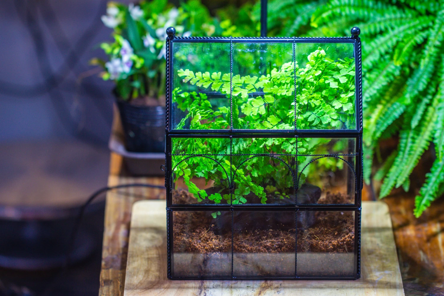 NCYP Twisted Wire Vintage House Shape Glass Geometric Terrarium Kit, DIY Set, Suitable For Small Snails, Spiders 21 NCYP Twisted Wire Vintage House Shape Glass Geometric Terrarium Kit, DIY Set, Suitable For Small Snails, Spiders - Image 19