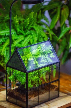 NCYP Twisted Wire Vintage House Shape Glass Geometric Terrarium Kit, DIY Set, Suitable For Small Snails, Spiders 41 NCYP Twisted Wire Vintage House Shape Glass Geometric Terrarium Kit, DIY Set, Suitable For Small Snails, Spiders -Terrarium Plant Hub IMG 0723 48ab141a 599a 42f8 bfc9 a2afcf75505d