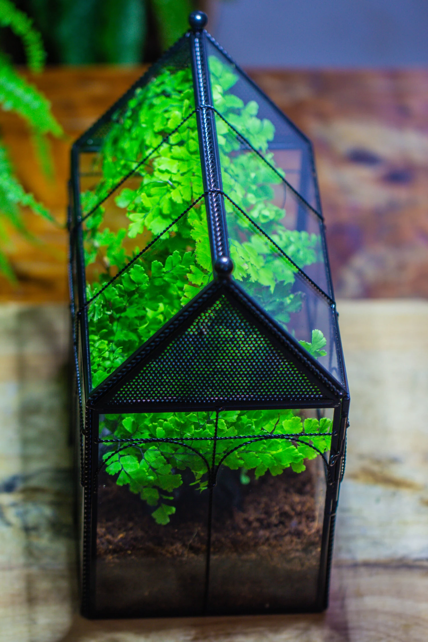 NCYP Twisted Wire Vintage House Shape Glass Geometric Terrarium Kit, DIY Set, Suitable For Small Snails, Spiders 20 NCYP Twisted Wire Vintage House Shape Glass Geometric Terrarium Kit, DIY Set, Suitable For Small Snails, Spiders - Image 18