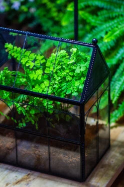 NCYP Twisted Wire Vintage House Shape Glass Geometric Terrarium Kit, DIY Set, Suitable For Small Snails, Spiders 24 NCYP Twisted Wire Vintage House Shape Glass Geometric Terrarium Kit, DIY Set, Suitable For Small Snails, Spiders -Terrarium Plant Hub IMG 0727