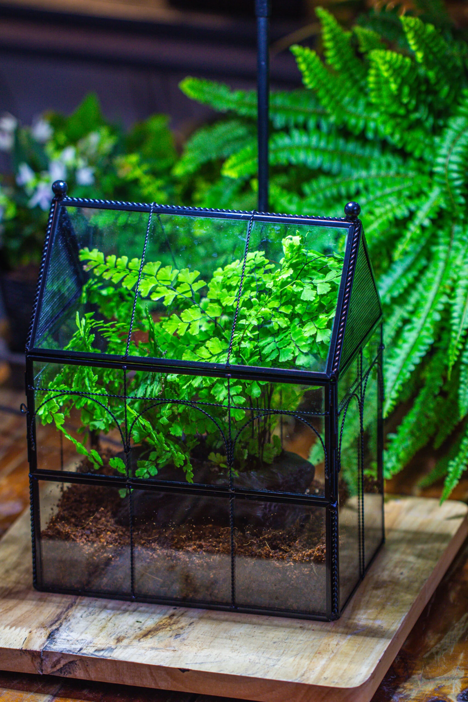 NCYP Twisted Wire Vintage House Shape Glass Geometric Terrarium Kit, DIY Set, Suitable For Small Snails, Spiders 15 NCYP Twisted Wire Vintage House Shape Glass Geometric Terrarium Kit, DIY Set, Suitable For Small Snails, Spiders - Image 13