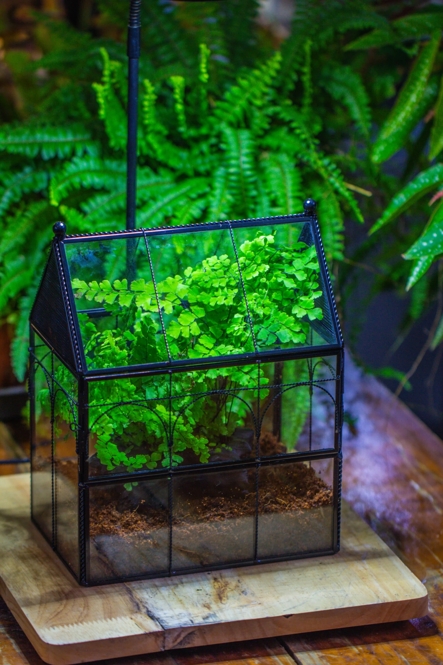 NCYP Twisted Wire Vintage House Shape Glass Geometric Terrarium Kit, DIY Set, Suitable For Small Snails, Spiders 16 NCYP Twisted Wire Vintage House Shape Glass Geometric Terrarium Kit, DIY Set, Suitable For Small Snails, Spiders - Image 14