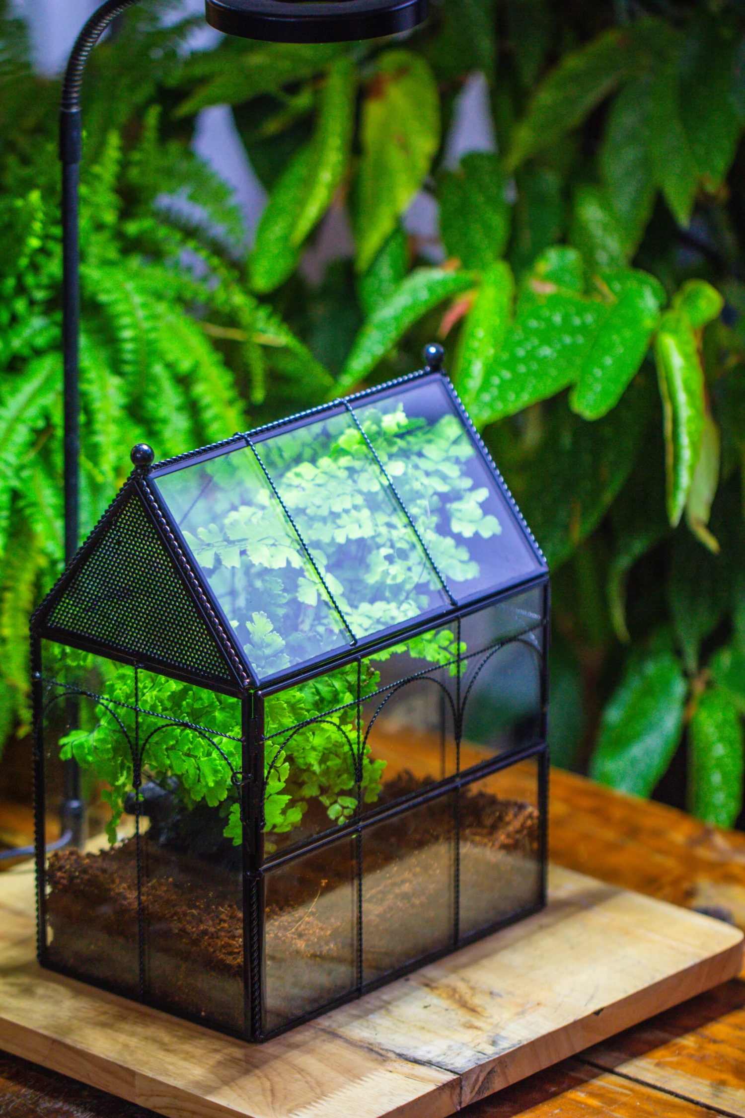 NCYP Twisted Wire Vintage House Shape Glass Geometric Terrarium Kit, DIY Set, Suitable For Small Snails, Spiders 17 NCYP Twisted Wire Vintage House Shape Glass Geometric Terrarium Kit, DIY Set, Suitable For Small Snails, Spiders - Image 15