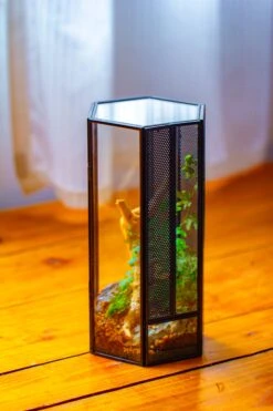 NCYP Tall Hexagon Mimi Geometric Terrarium For Spiders And Small Insects -Terrarium Plant Hub IMG 0730 c49075d9 0826 4338 8964 d3a7e8f50fce