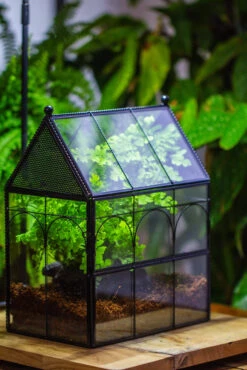 NCYP Twisted Wire Vintage House Shape Glass Geometric Terrarium Kit, DIY Set, Suitable For Small Snails, Spiders 37 NCYP Twisted Wire Vintage House Shape Glass Geometric Terrarium Kit, DIY Set, Suitable For Small Snails, Spiders -Terrarium Plant Hub IMG 0731