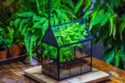 NCYP Twisted Wire Vintage House Shape Glass Geometric Terrarium Kit, DIY Set, Suitable For Small Snails, Spiders 32 NCYP Twisted Wire Vintage House Shape Glass Geometric Terrarium Kit, DIY Set, Suitable For Small Snails, Spiders -Terrarium Plant Hub IMG 0732