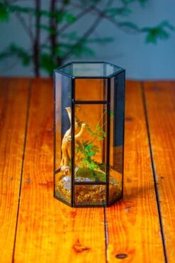 NCYP Tall Hexagon Mimi Geometric Terrarium For Spiders And Small Insects -Terrarium Plant Hub IMG 0732 9567727a b3a8 4323 bf7a 4a3fc2894726