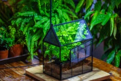 NCYP Twisted Wire Vintage House Shape Glass Geometric Terrarium Kit, DIY Set, Suitable For Small Snails, Spiders 26 NCYP Twisted Wire Vintage House Shape Glass Geometric Terrarium Kit, DIY Set, Suitable For Small Snails, Spiders -Terrarium Plant Hub IMG 0733