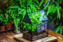 NCYP Twisted Wire Vintage House Shape Glass Geometric Terrarium Kit, DIY Set, Suitable For Small Snails, Spiders 27 NCYP Twisted Wire Vintage House Shape Glass Geometric Terrarium Kit, DIY Set, Suitable For Small Snails, Spiders -Terrarium Plant Hub IMG 0734