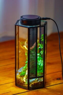 NCYP Tall Hexagon Mimi Geometric Terrarium For Spiders And Small Insects -Terrarium Plant Hub IMG 0734 d2de1c82 f083 499d a98d 4982e9defc98