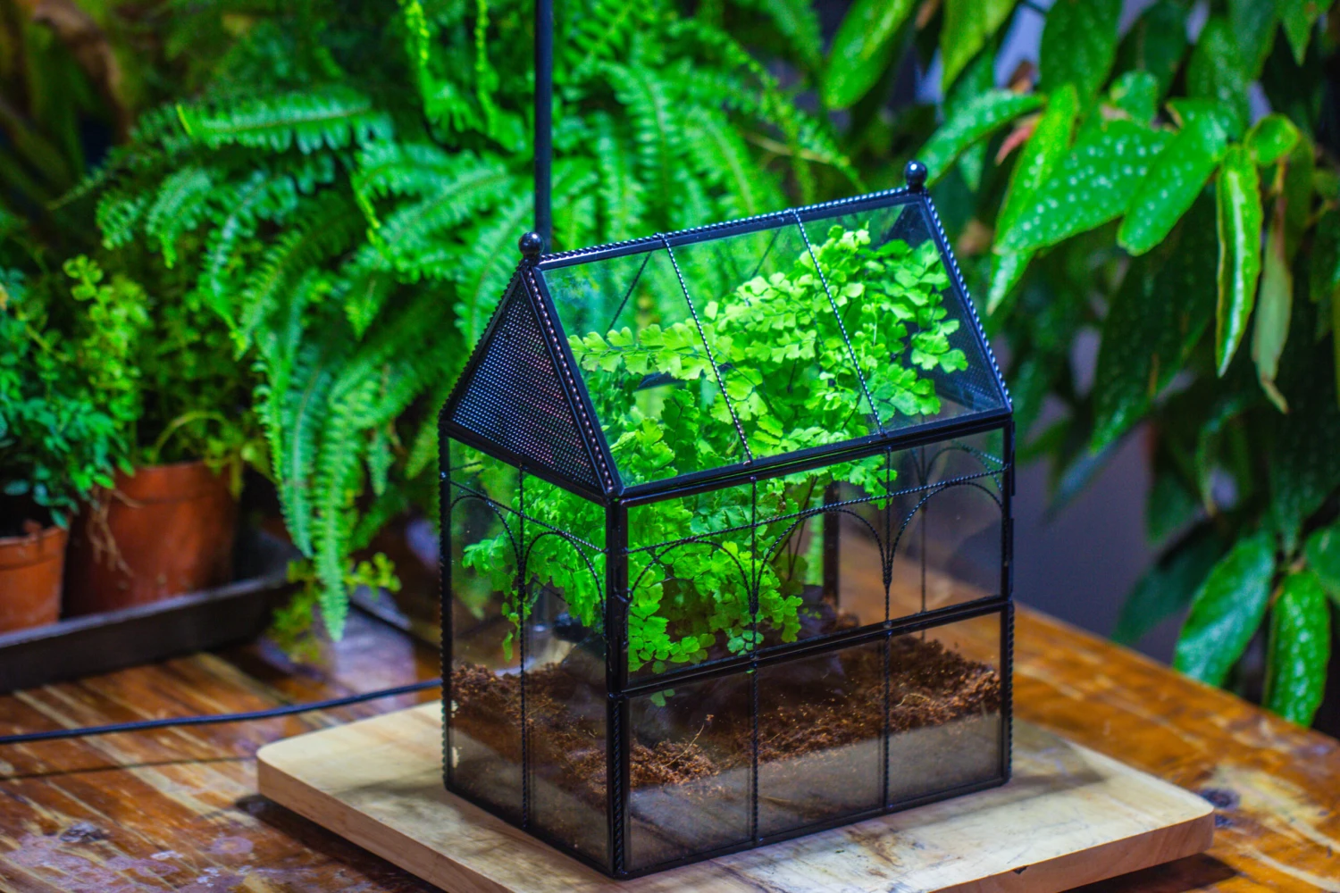 NCYP Twisted Wire Vintage House Shape Glass Geometric Terrarium Kit, DIY Set, Suitable For Small Snails, Spiders 9 NCYP Twisted Wire Vintage House Shape Glass Geometric Terrarium Kit, DIY Set, Suitable For Small Snails, Spiders - Image 7