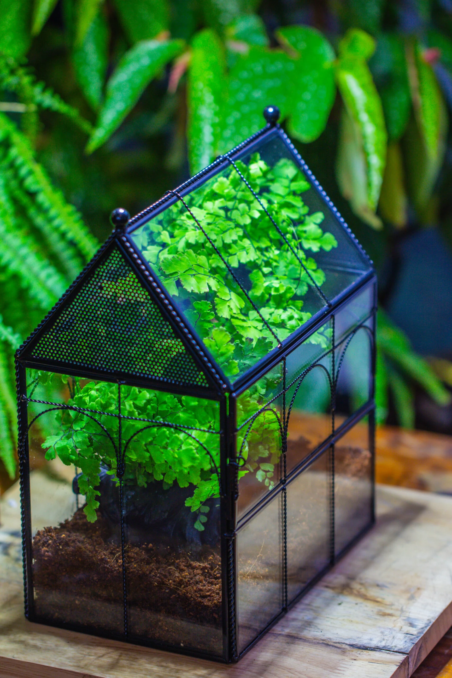 NCYP Twisted Wire Vintage House Shape Glass Geometric Terrarium Kit, DIY Set, Suitable For Small Snails, Spiders 10 NCYP Twisted Wire Vintage House Shape Glass Geometric Terrarium Kit, DIY Set, Suitable For Small Snails, Spiders - Image 8