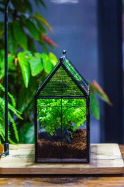 NCYP Twisted Wire Vintage House Shape Glass Geometric Terrarium Kit, DIY Set, Suitable For Small Snails, Spiders 30 NCYP Twisted Wire Vintage House Shape Glass Geometric Terrarium Kit, DIY Set, Suitable For Small Snails, Spiders -Terrarium Plant Hub IMG 0737