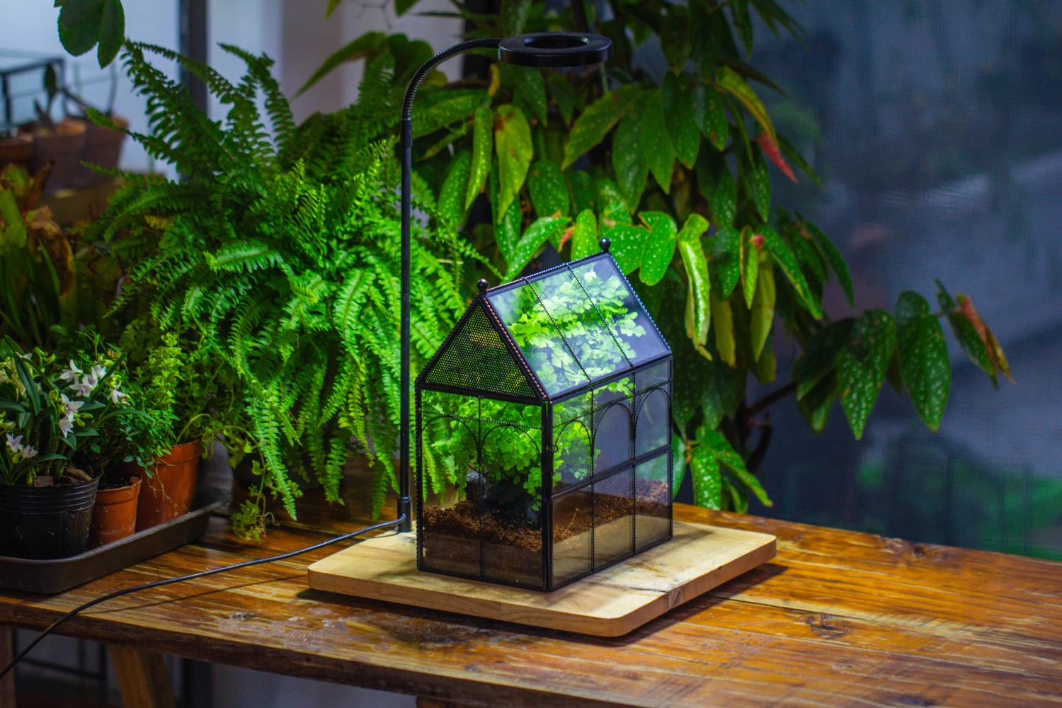 NCYP Twisted Wire Vintage House Shape Glass Geometric Terrarium Kit, DIY Set, Suitable For Small Snails, Spiders 12 NCYP Twisted Wire Vintage House Shape Glass Geometric Terrarium Kit, DIY Set, Suitable For Small Snails, Spiders - Image 10