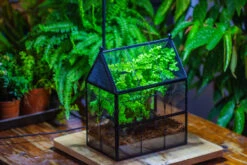 NCYP Twisted Wire Vintage House Shape Glass Geometric Terrarium Kit, DIY Set, Suitable For Small Snails, Spiders 25 NCYP Twisted Wire Vintage House Shape Glass Geometric Terrarium Kit, DIY Set, Suitable For Small Snails, Spiders -Terrarium Plant Hub IMG 0739