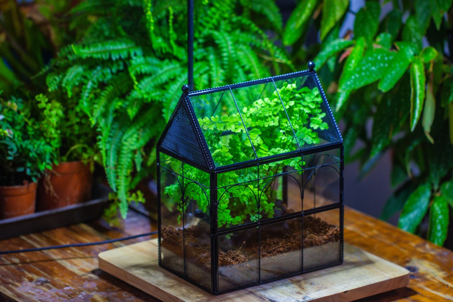 NCYP Twisted Wire Vintage House Shape Glass Geometric Terrarium Kit, DIY Set, Suitable For Small Snails, Spiders 6 NCYP Twisted Wire Vintage House Shape Glass Geometric Terrarium Kit, DIY Set, Suitable For Small Snails, Spiders - Image 4