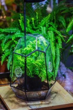 NCYP Close Geometric Glass Terrarium With Door, With Vents, Coconut Coir, Tree Stump Like Black Pot Building Set, For Snails, Spiders -Terrarium Plant Hub IMG 0740