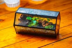NCYP Long Hexagon Mimi Geometric Terrarium For Spiders And Small Insects -Terrarium Plant Hub IMG 0742 a379b0b8 664b 4eb5 af70 2fd1618245ab