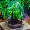 NCYP Close Geometric Glass Terrarium With Door, With Vents, Coconut Coir, Tree Stump Like Black Pot Building Set, For Snails, Spiders