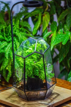 NCYP Close Geometric Glass Terrarium With Door, With Vents, Coconut Coir, Tree Stump Like Black Pot Building Set, For Snails, Spiders -Terrarium Plant Hub IMG 0749