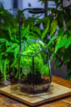 NCYP Close Geometric Glass Terrarium With Door, With Vents, Coconut Coir, Tree Stump Like Black Pot Building Set, For Snails, Spiders -Terrarium Plant Hub IMG 0751