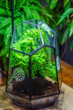 NCYP Close Geometric Glass Terrarium With Door, With Vents, Coconut Coir, Tree Stump Like Black Pot Building Set, For Snails, Spiders -Terrarium Plant Hub IMG 0752
