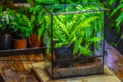 Handmade Close Glass Terrarium With Vents, With LED Grow Light Set, FOR Insects, Bugs -Terrarium Plant Hub IMG 0765 faaa1851 6d5e 41d8 96c4 7689e77207b2