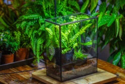 Handmade Close Glass Terrarium With Vents, With LED Grow Light Set, FOR Insects, Bugs -Terrarium Plant Hub IMG 0766 55613ed4 ee40 447b 9898 c45a48c902c9