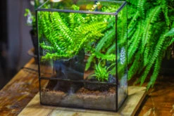 Handmade Close Glass Terrarium With Vents, With LED Grow Light Set, FOR Insects, Bugs -Terrarium Plant Hub IMG 0767 0163fa01 9103 4096 afbd 58a9a70efc36