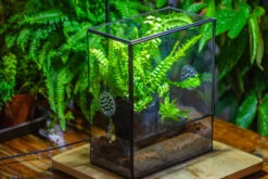 Close Geometric Glass Tin Terrarium Kit, 8x10" With Side Door, For Insects, Snail , Spiders -Terrarium Plant Hub IMG 0768