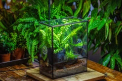 Handmade Close Glass Terrarium With Vents, With LED Grow Light Set, FOR Insects, Bugs -Terrarium Plant Hub IMG 0771 4c84657d 8a17 460d ad8e 2bd87a946118