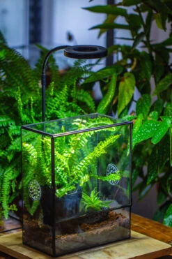Handmade Close Glass Terrarium With Vents, With LED Grow Light Set, FOR Insects, Bugs -Terrarium Plant Hub IMG 0772 306a6e3a b678 4634 8060 83e3001a6e43