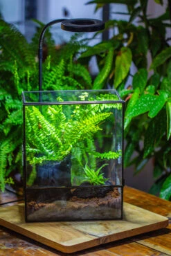Handmade Close Glass Terrarium With Vents, With LED Grow Light Set, FOR Insects, Bugs -Terrarium Plant Hub IMG 0773 f2977716 9a0a 404f b2d0 06ba8d881228