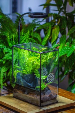 Close Geometric Glass Tin Terrarium Kit, 8x10" With Side Door, For Insects, Snail , Spiders -Terrarium Plant Hub IMG 0774 614c64b6 01c9 4b3e 8884 85abcfcbe5b8