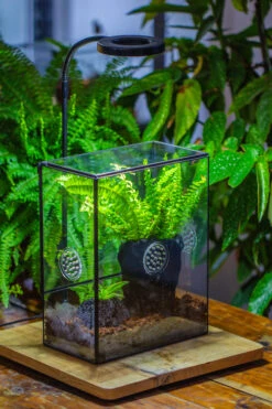 Close Geometric Glass Tin Terrarium Kit, 8x10" With Side Door, For Insects, Snail , Spiders -Terrarium Plant Hub IMG 0776 a4c75bab b094 446f b279 eecb5c1af9bf