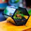 NCYP Long Hexagon Mimi Geometric Terrarium For Spiders And Small Insects -Terrarium Plant Hub IMG 0809