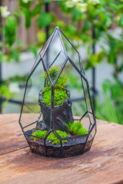 NCYP Irregular Close Geometric Glass Terrarium With Door Tall Teardrop Container Moss Terrarium DIY Building Kit -Terrarium Plant Hub IMG 0856