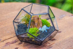 Handmade Geometric Half Ball, Pentagon, Close Terrarium, With Door For Moss -Terrarium Plant Hub IMG 0872