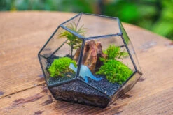 Handmade Geometric Half Ball, Pentagon, Close Terrarium, With Door For Moss -Terrarium Plant Hub IMG 0873