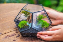 Handmade Geometric Half Ball, Pentagon, Close Terrarium, With Door For Moss -Terrarium Plant Hub IMG 0874