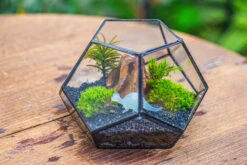 Handmade Geometric Half Ball, Pentagon, Close Terrarium, With Door For Moss -Terrarium Plant Hub IMG 0876