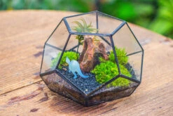 Handmade Geometric Half Ball, Pentagon, Close Terrarium, With Door For Moss -Terrarium Plant Hub IMG 0877