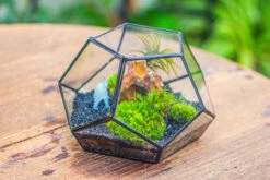 Handmade Geometric Half Ball, Pentagon, Close Terrarium, With Door For Moss -Terrarium Plant Hub IMG 0878
