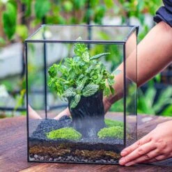 8x8x10" Tin And Glass Terrarium Kit, Tree And Moss Land -Terrarium Plant Hub IMG 1000