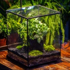 8x8x10" Tin And Glass Terrarium Kit, Tree And Moss Land -Terrarium Plant Hub IMG 1022